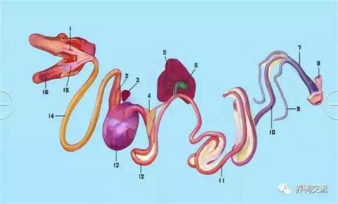 鵝生殖器|鵝的生物習性及繁殖學特性 連載2